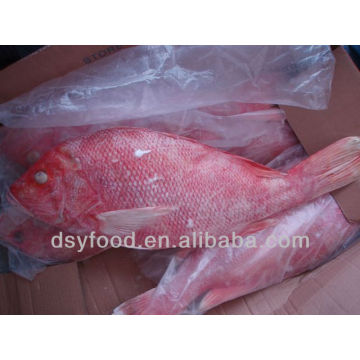 frozen red snapper